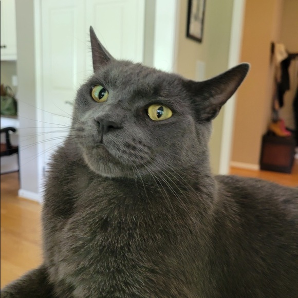 Meet your Posher, Liz - Picture 7 of 8